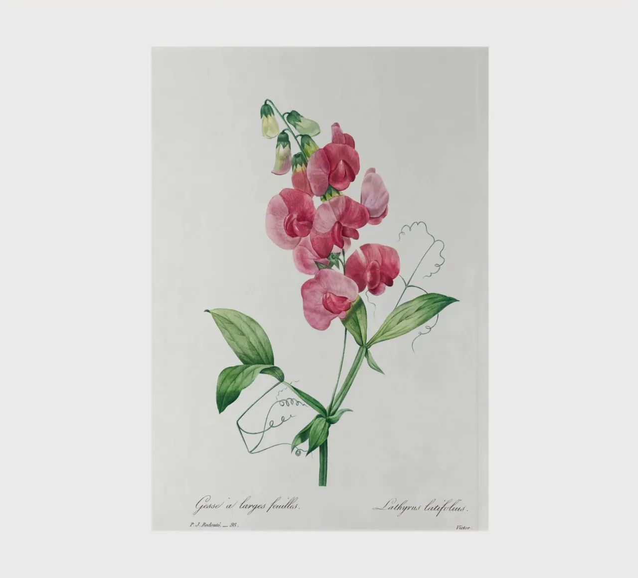 Everlasting Pea by Pierre-Joseph Redouté notebook by Vintage Botanical Prints