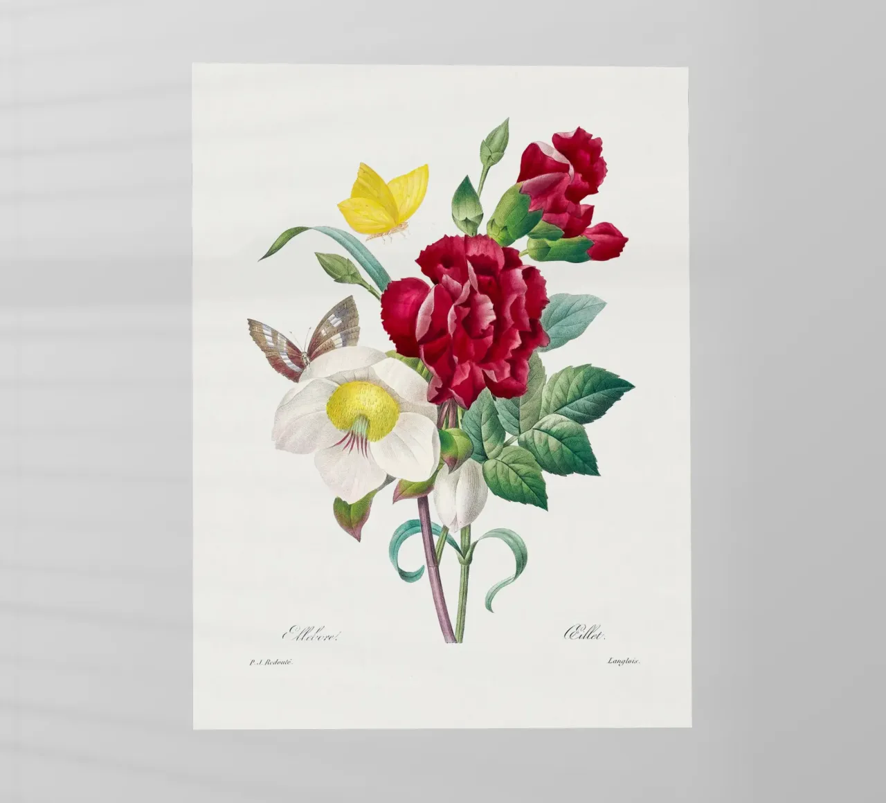"Hellebore und Nelke" von Pierre-Joseph Redouté Backlit Folie von Vintage Botanical Prints