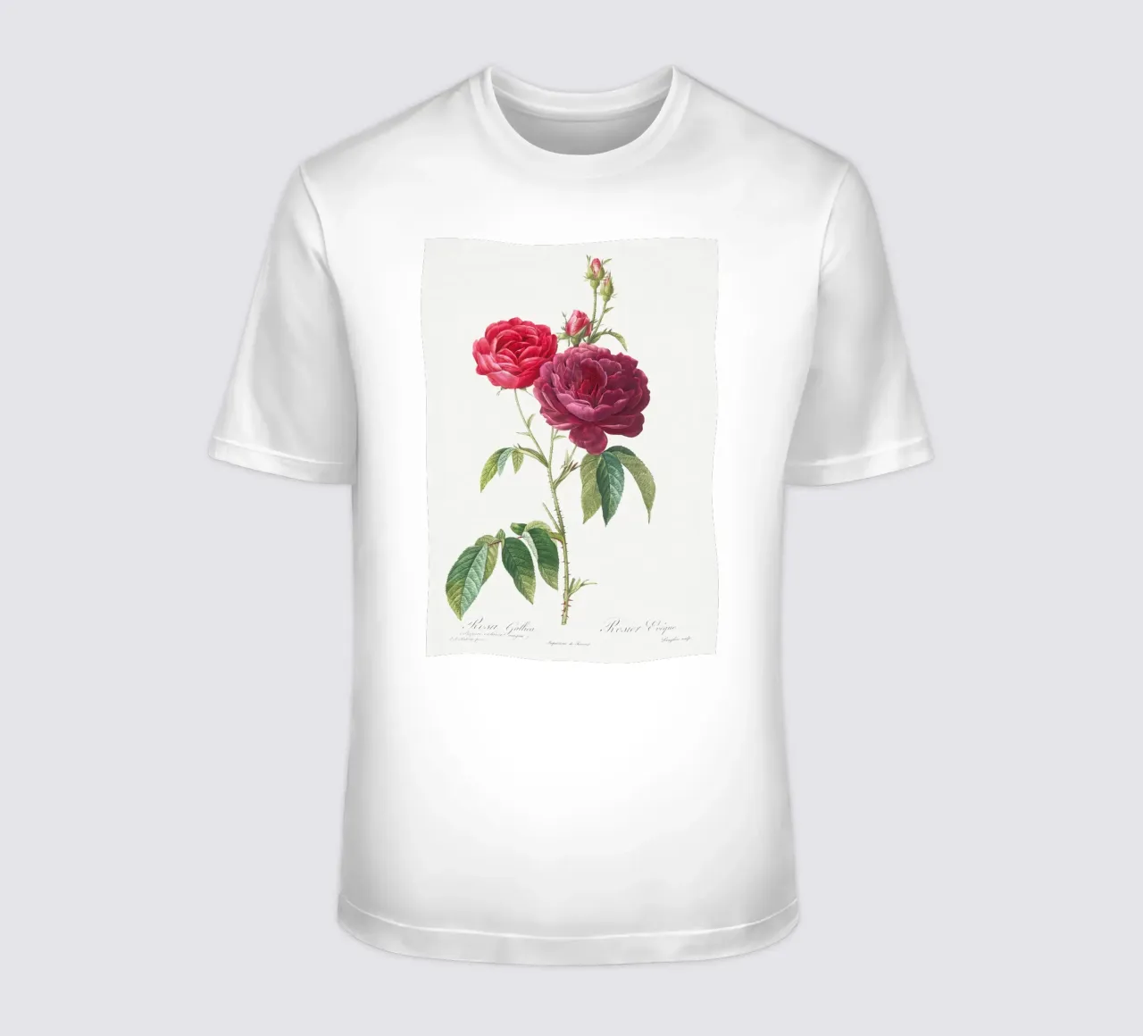 Rosa francese viola di Pierre-Joseph Redouté t-shirt da Vintage Botanical Prints