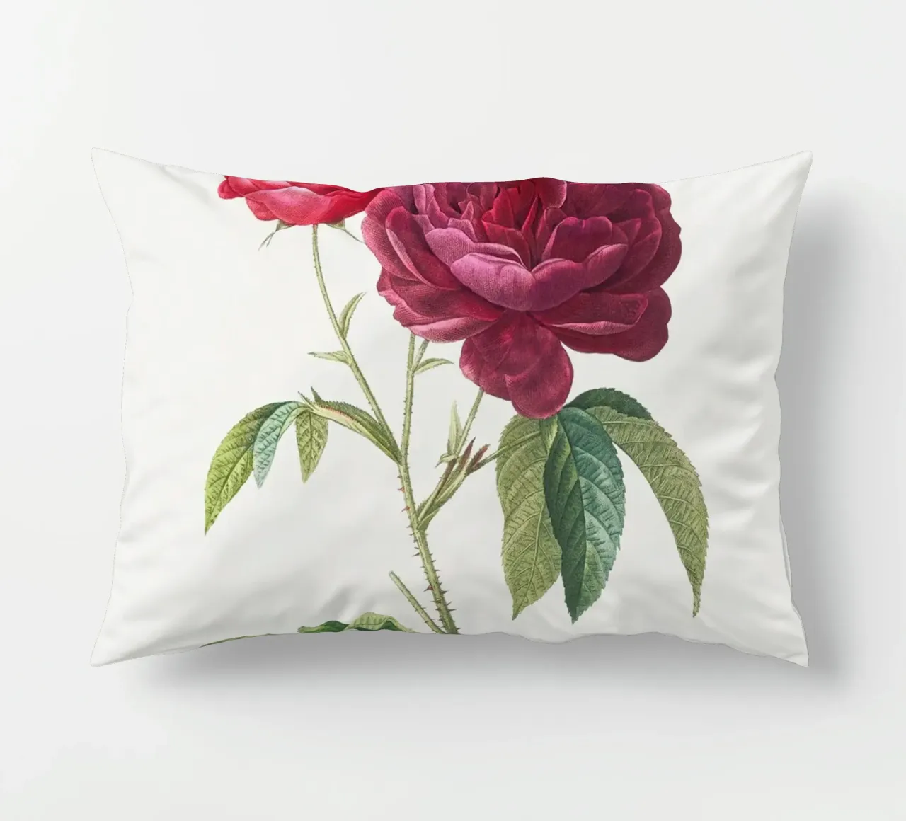 Rosa francese viola di Pierre-Joseph Redouté cuscino da Vintage Botanical Prints