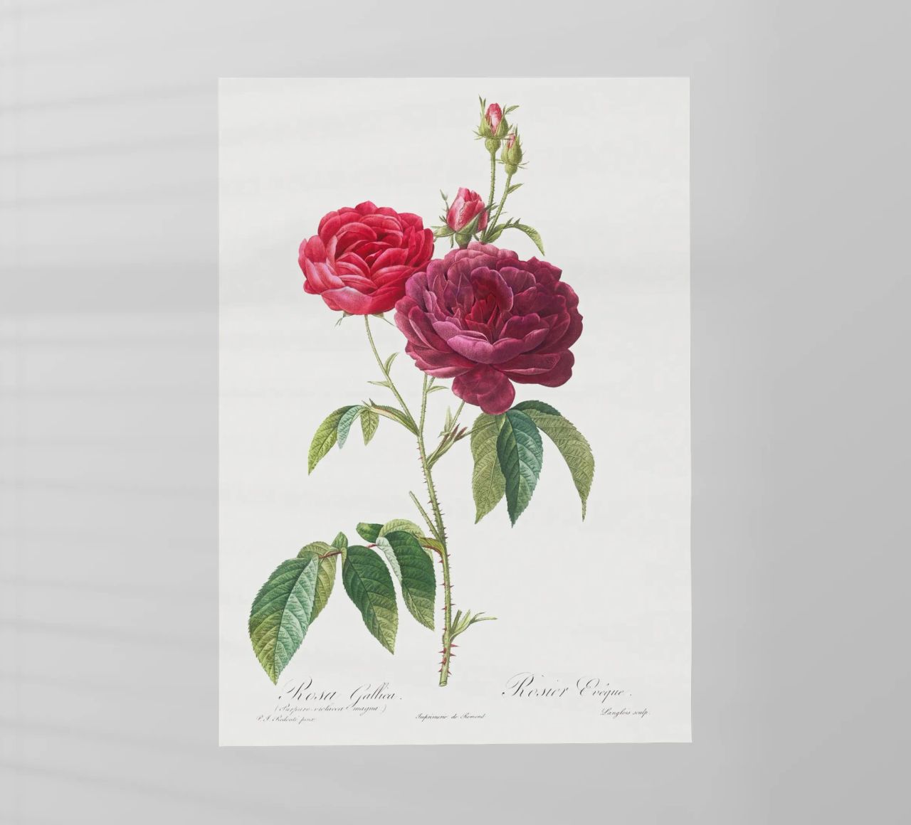 Rosa francese viola di Pierre-Joseph Redouté pellicola backlit da Vintage Botanical Prints