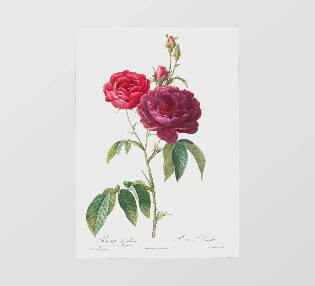 Rosa francese viola di Pierre-Joseph Redouté pellicola backlit da Vintage Botanical Prints