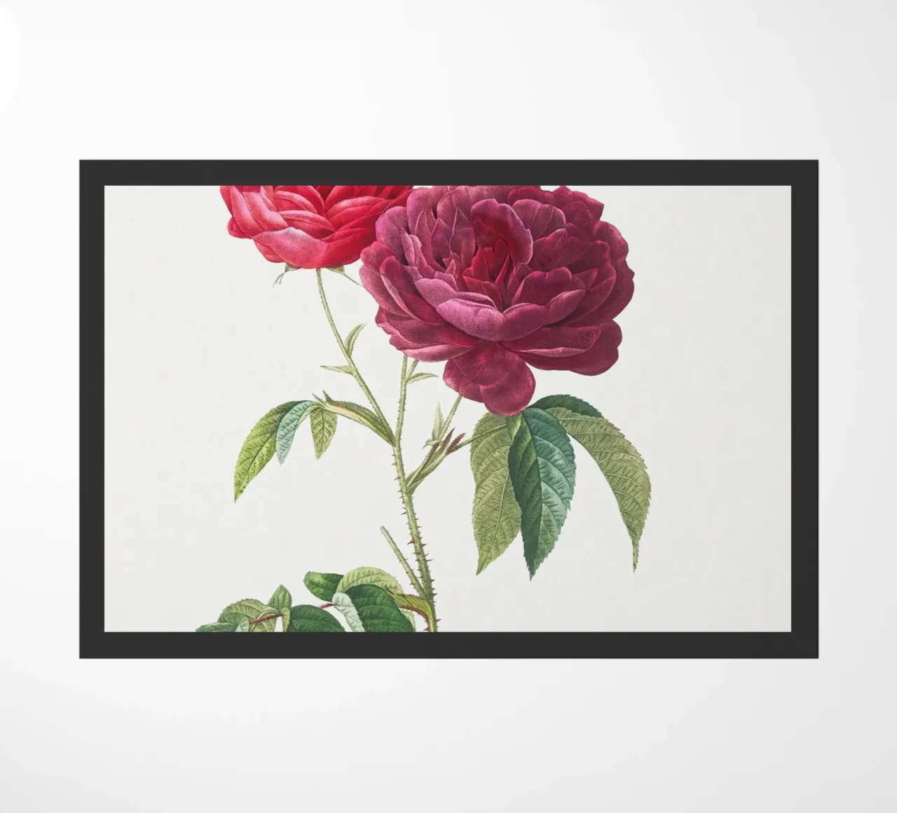 Rosa francese viola di Pierre-Joseph Redouté zerbino da Vintage Botanical Prints