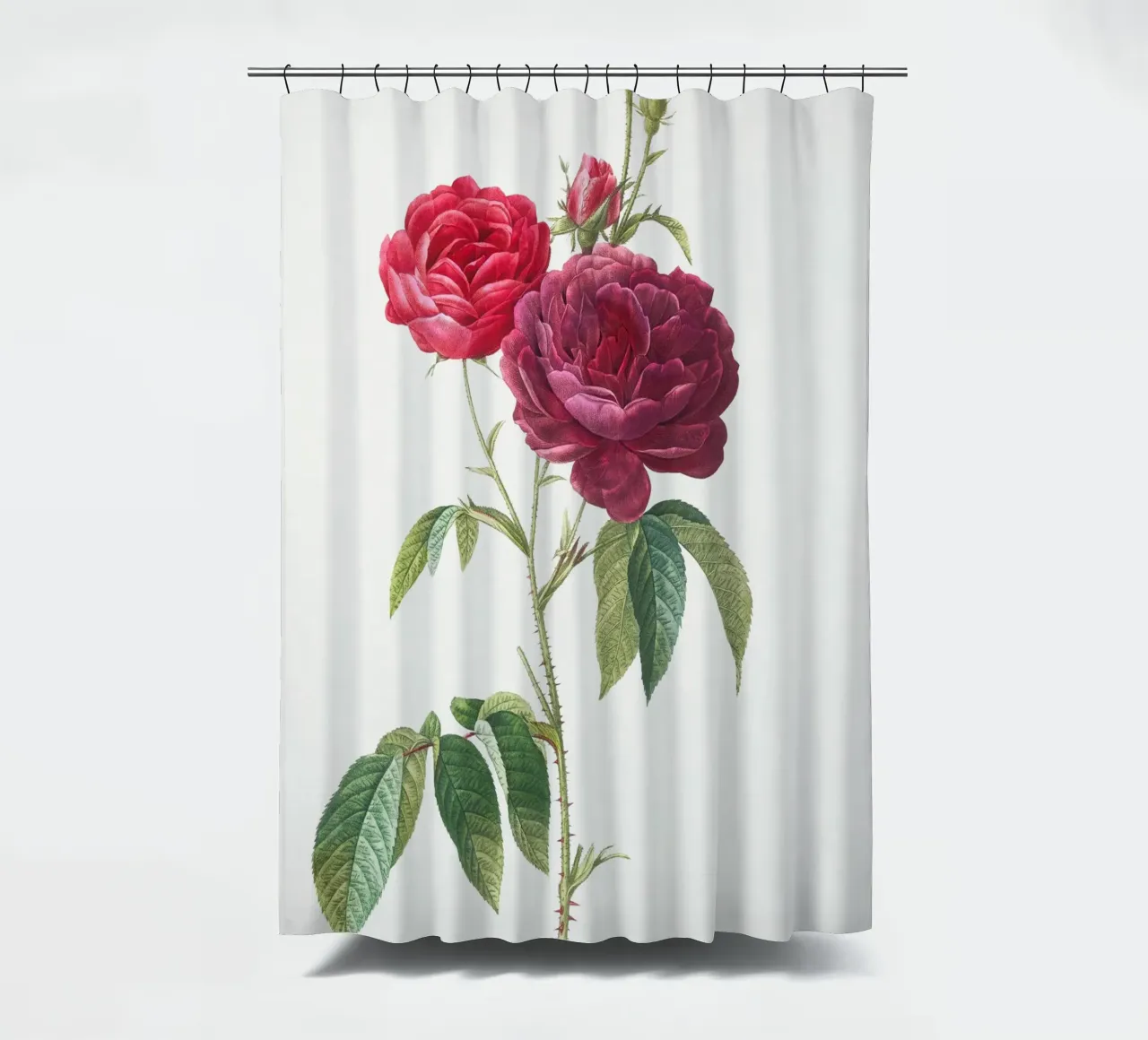 Rosa francese viola di Pierre-Joseph Redouté tenda da doccia da Vintage Botanical Prints