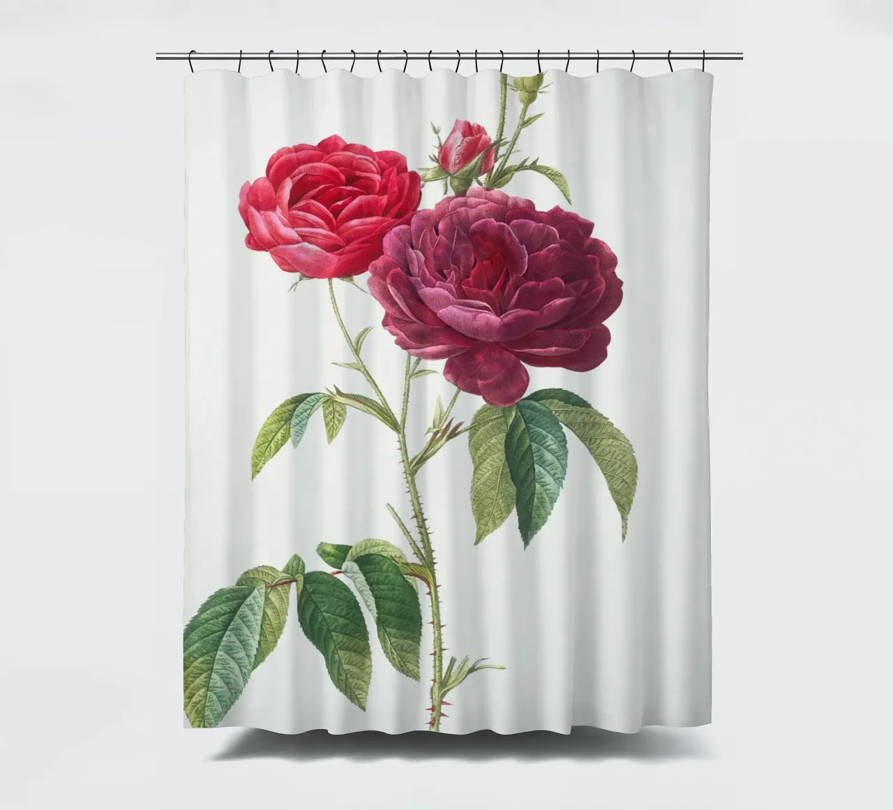 Rosa francese viola di Pierre-Joseph Redouté tenda da doccia da Vintage Botanical Prints