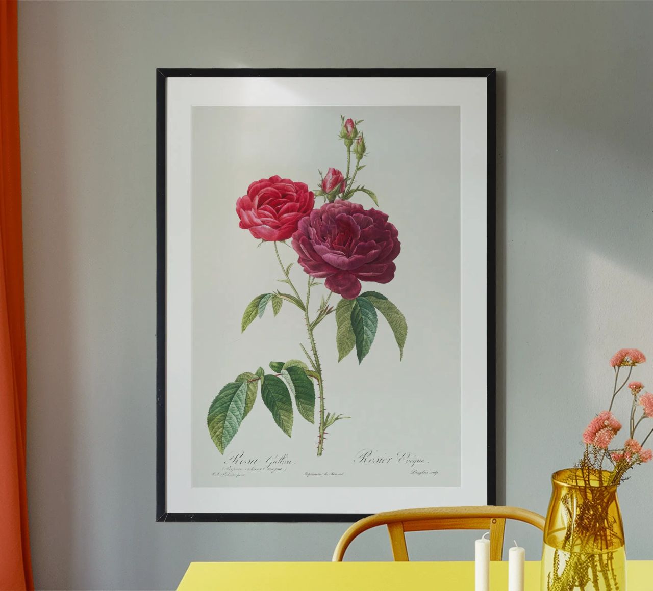 Rosa francesa púrpura de Pierre-Joseph Redouté poster de Vintage Botanical Prints