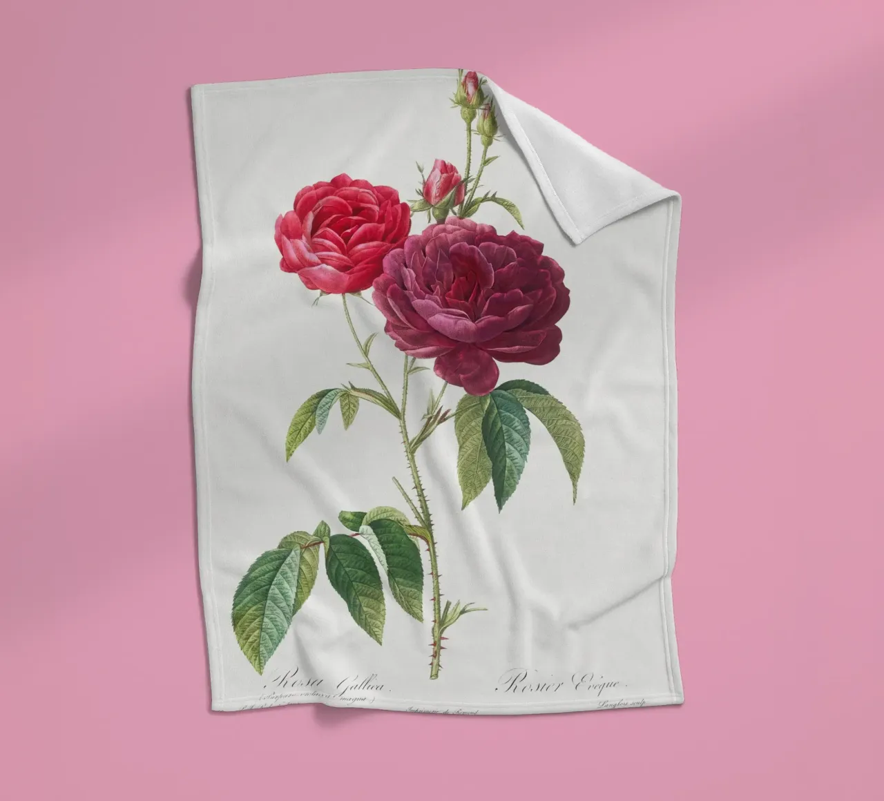 Rosa francese viola di Pierre-Joseph Redouté coperta in pile da Vintage Botanical Prints