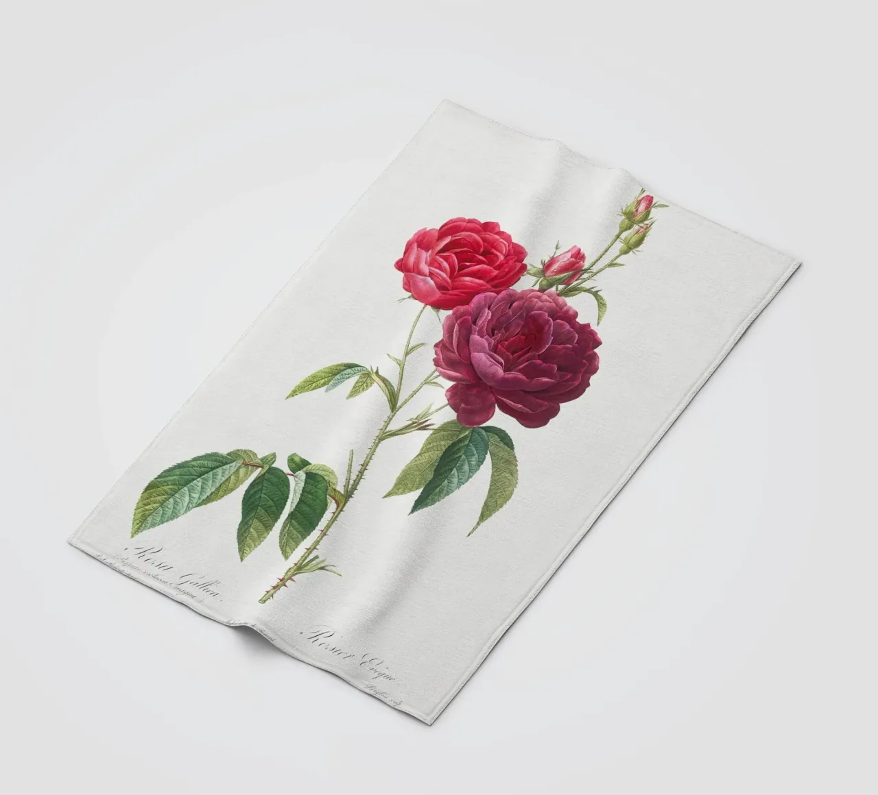 Rosa francese viola di Pierre-Joseph Redouté coperta in pile da Vintage Botanical Prints