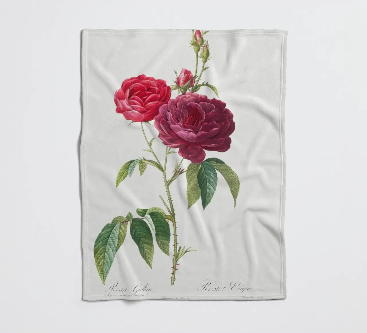 Rosa francese viola di Pierre-Joseph Redouté coperta in pile da Vintage Botanical Prints