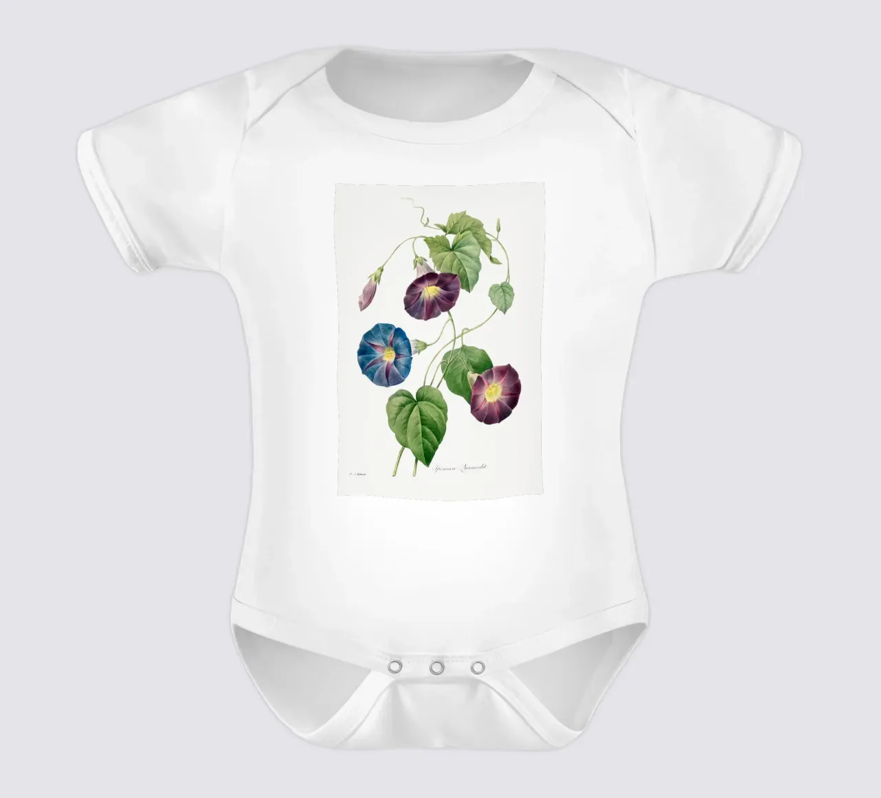 Sternenglanz Morgenglanz (1827) von Pierre-Joseph Redouté Kurzarm Babybody von Vintage Botanical Prints