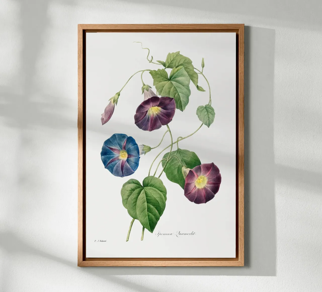 Sternenglanz Morgenglanz (1827) von Pierre-Joseph Redouté Alu-Dibond von Vintage Botanical Prints