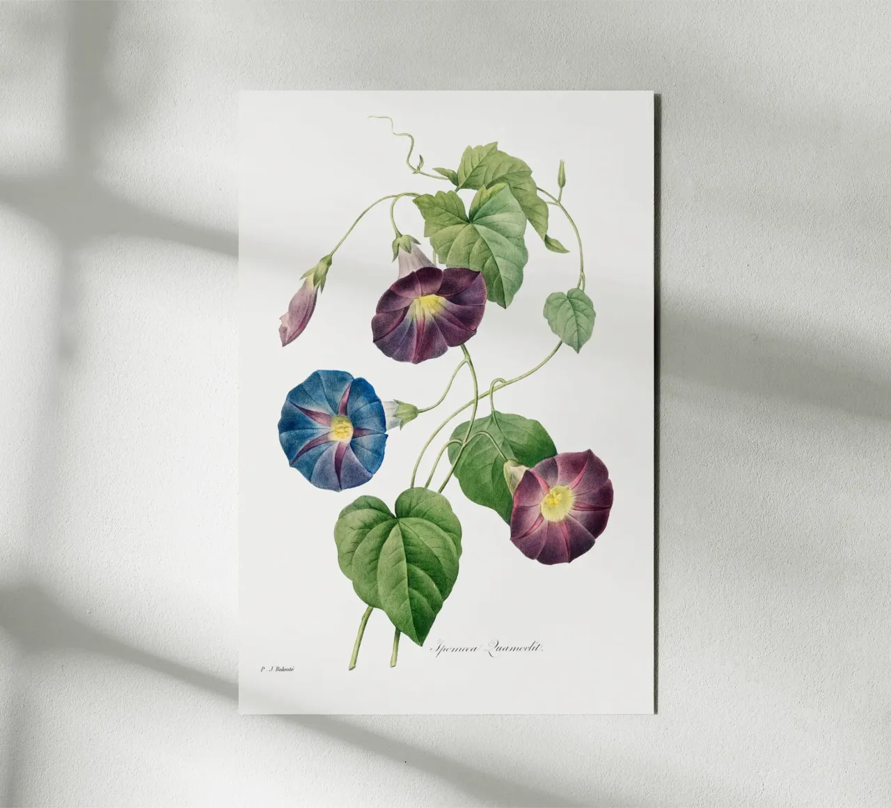 Sternenglanz Morgenglanz (1827) von Pierre-Joseph Redouté Alu-Dibond von Vintage Botanical Prints