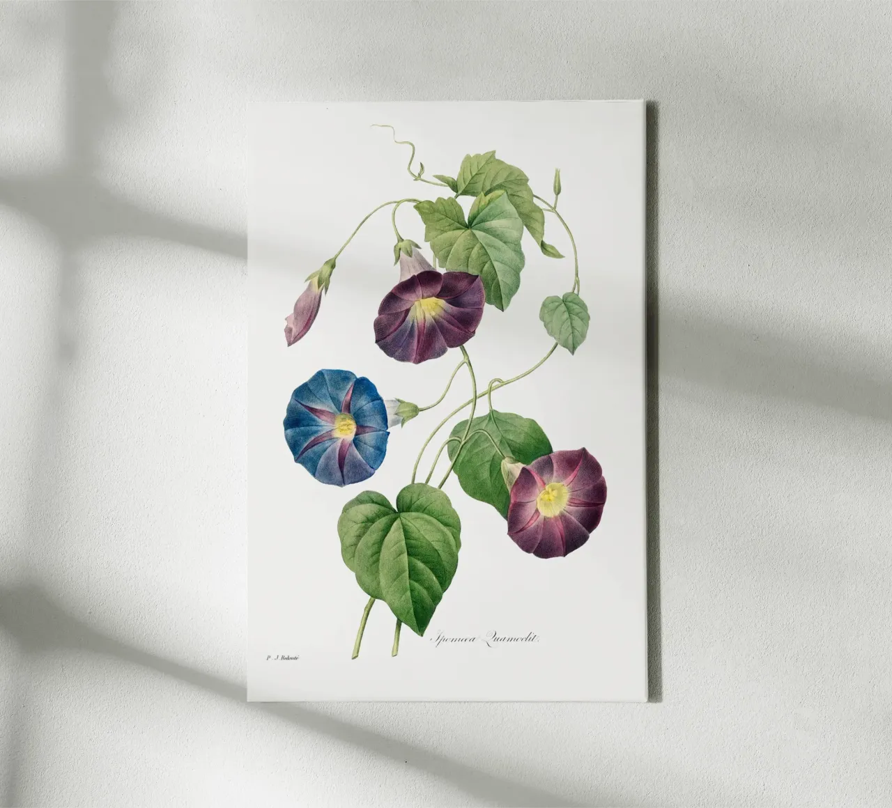 Star-glory Morning–glory (1827) by Pierre-Joseph Redouté canvas by Vintage Botanical Prints