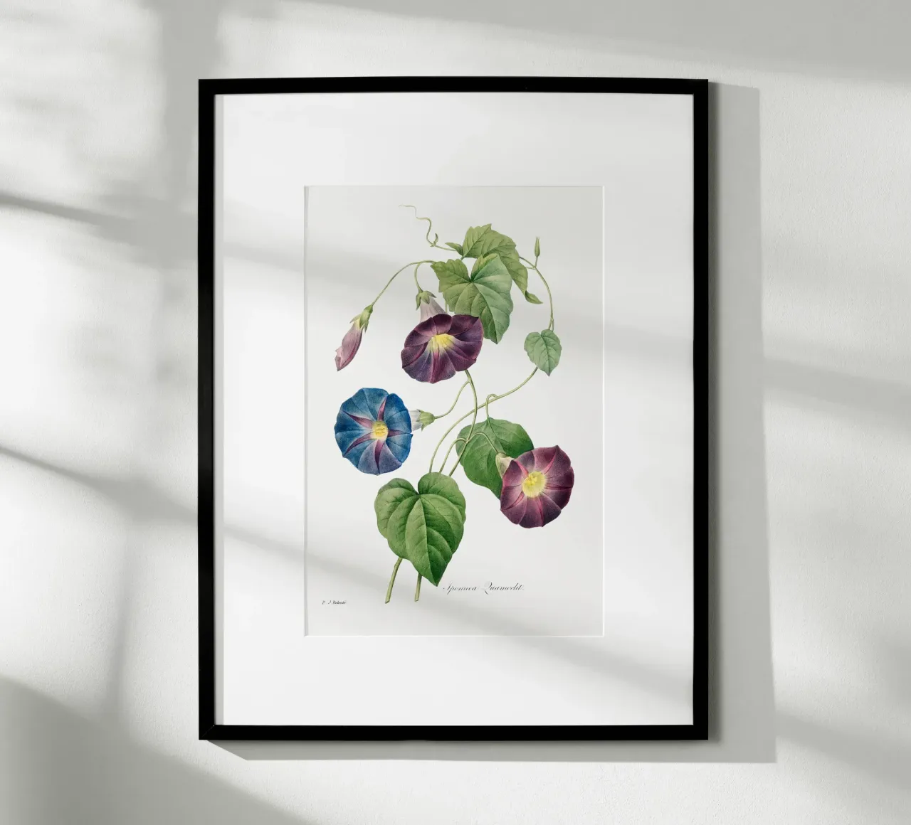 Sternenglanz Morgenglanz (1827) von Pierre-Joseph Redouté Hahnemühle von Vintage Botanical Prints