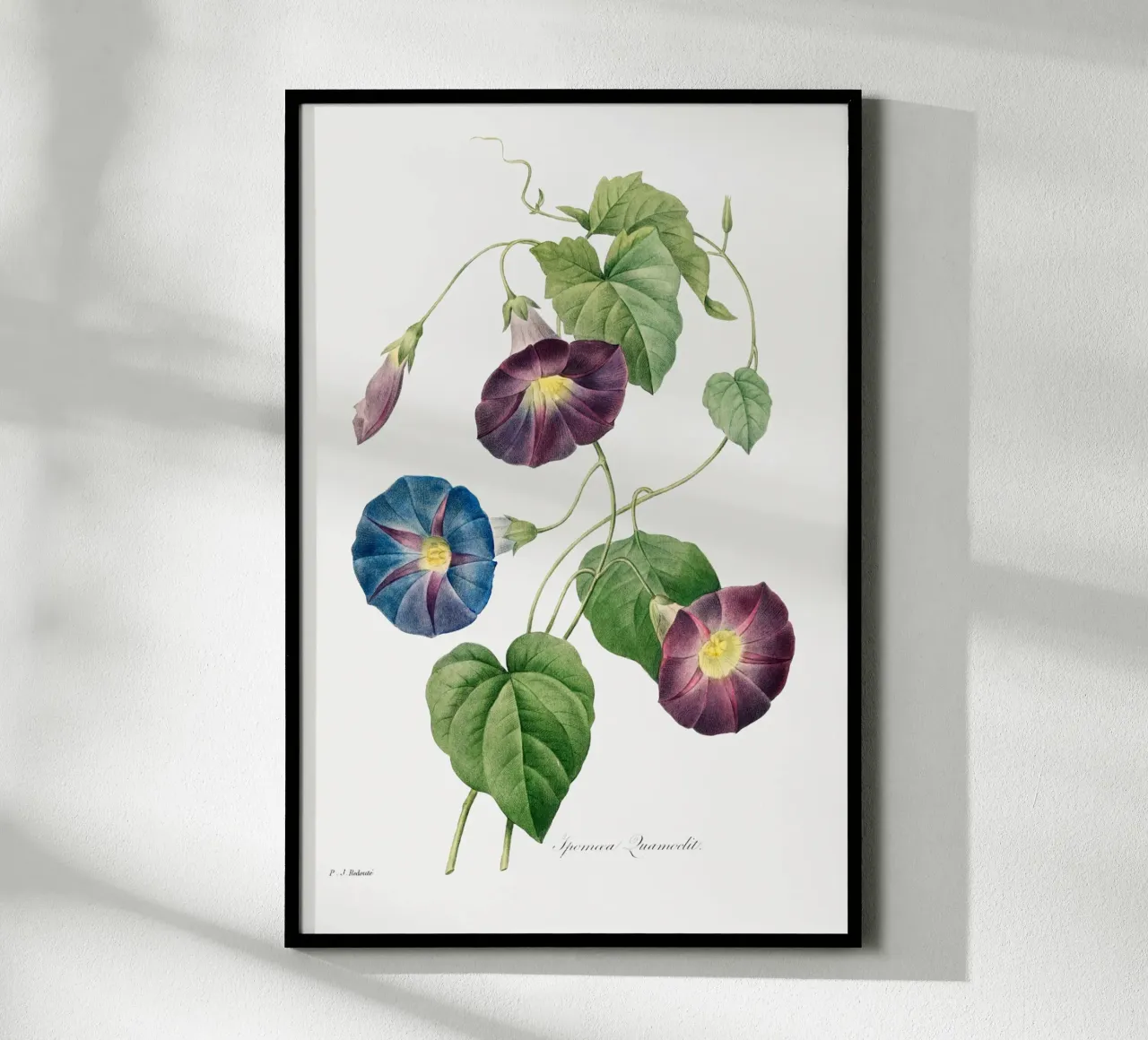 Sternenglanz Morgenglanz (1827) von Pierre-Joseph Redouté Hahnemühle von Vintage Botanical Prints
