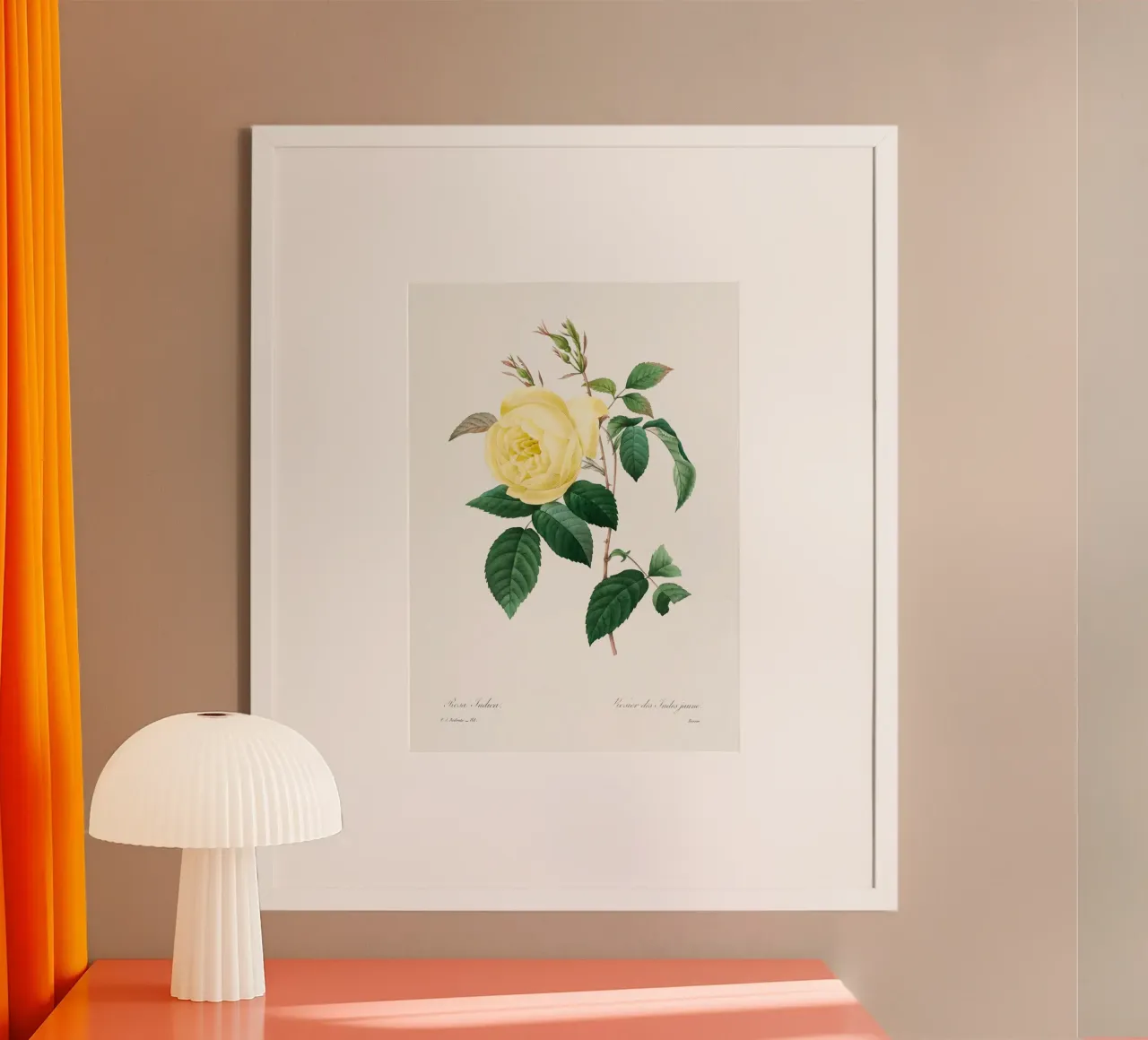"Rosa gialla" di Pierre-Joseph Redouté (1759-1840) poster con telaio in alluminio da Vintage Botanical Prints