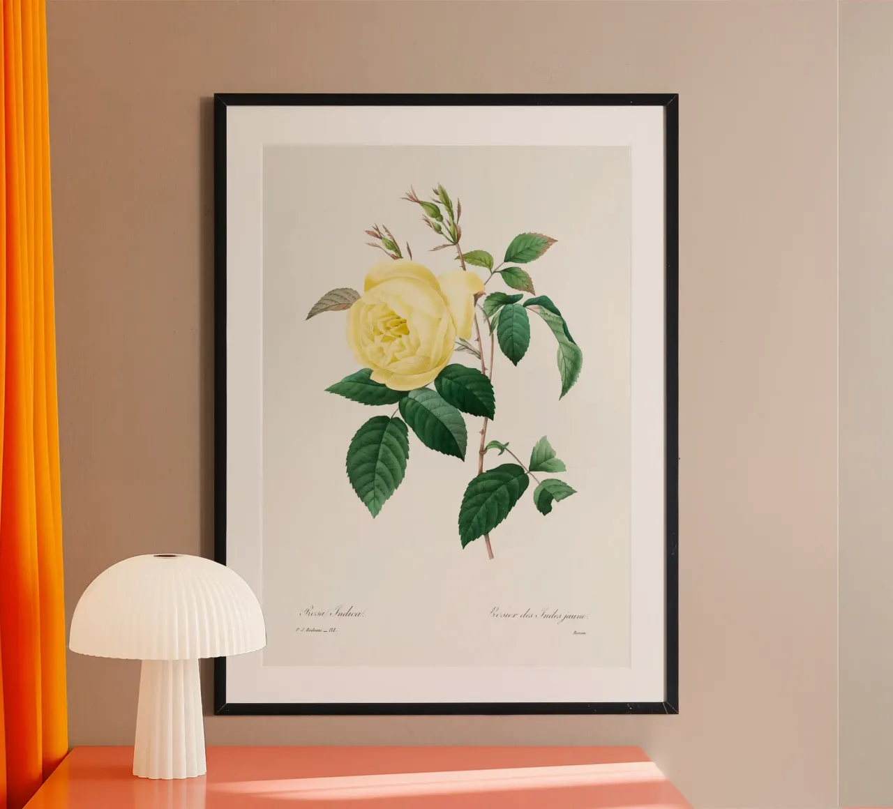 "Rosa gialla" di Pierre-Joseph Redouté (1759-1840) poster con telaio in alluminio da Vintage Botanical Prints