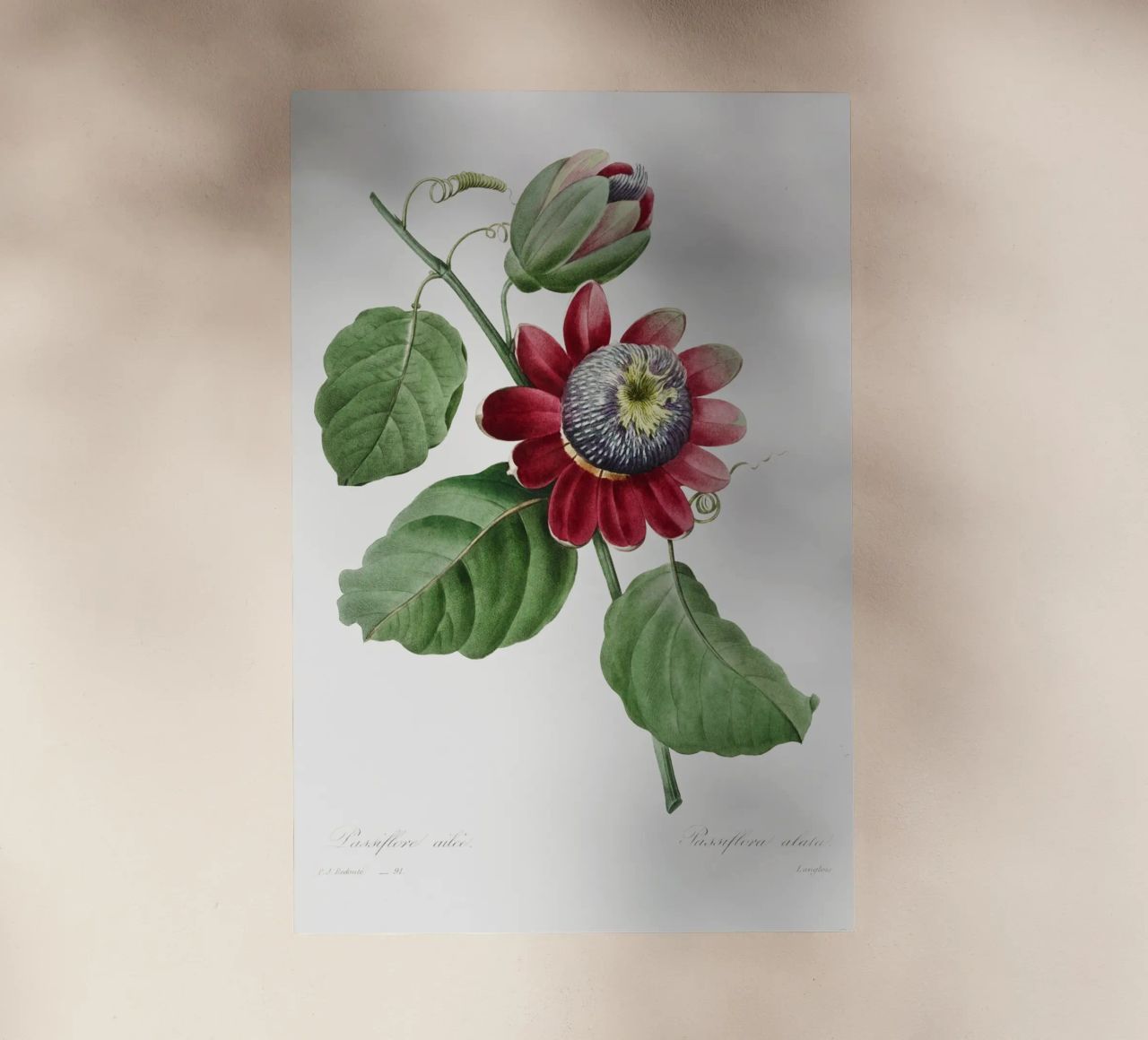 Passiflore Ailee (1827) di Pierre-Joseph Redouté pellicola backlit da Vintage Botanical Prints