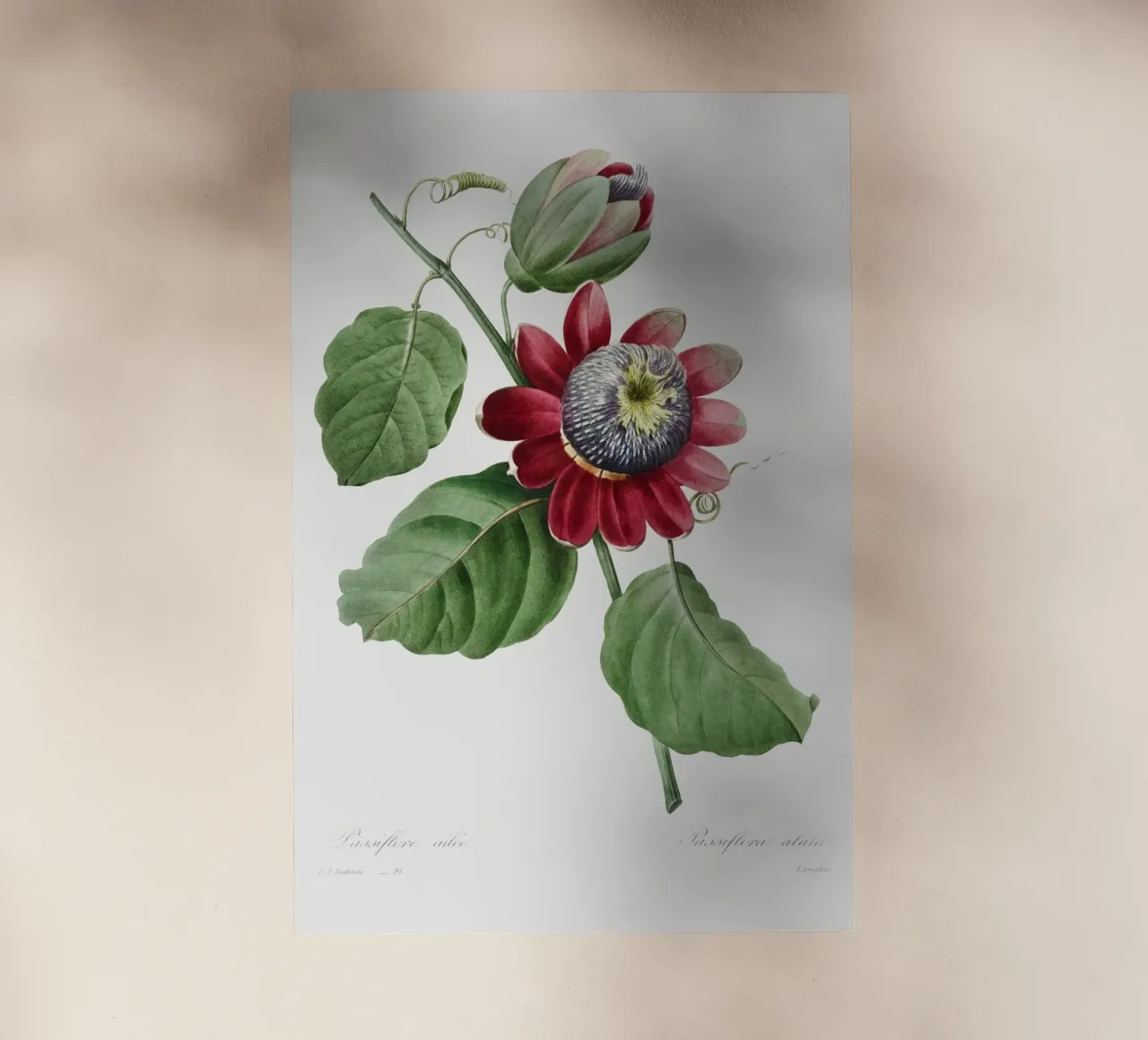 Passiflore Ailee (1827) di Pierre-Joseph Redouté pellicola backlit da Vintage Botanical Prints