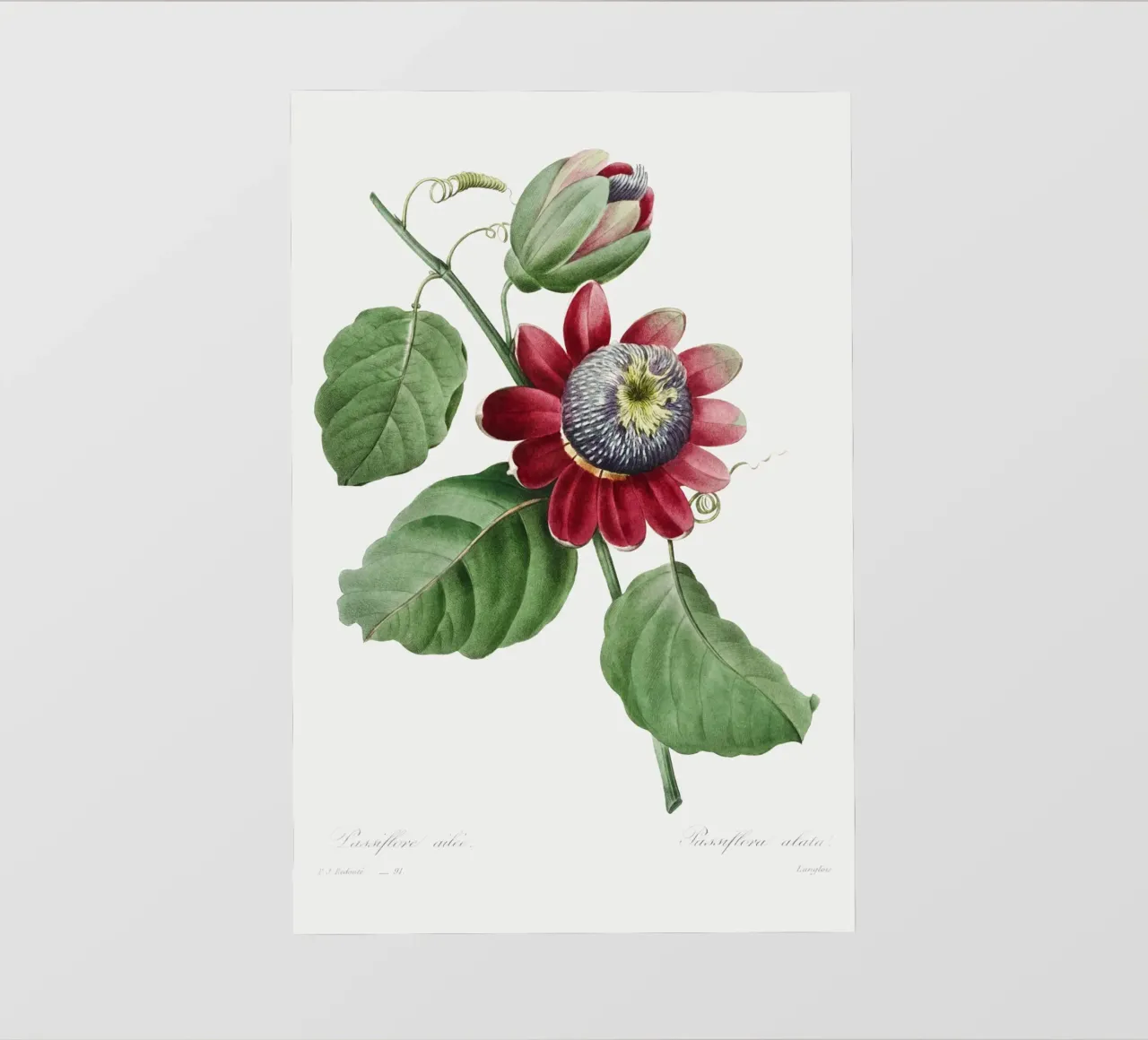 Passiflore Ailee (1827) di Pierre-Joseph Redouté pellicola backlit da Vintage Botanical Prints