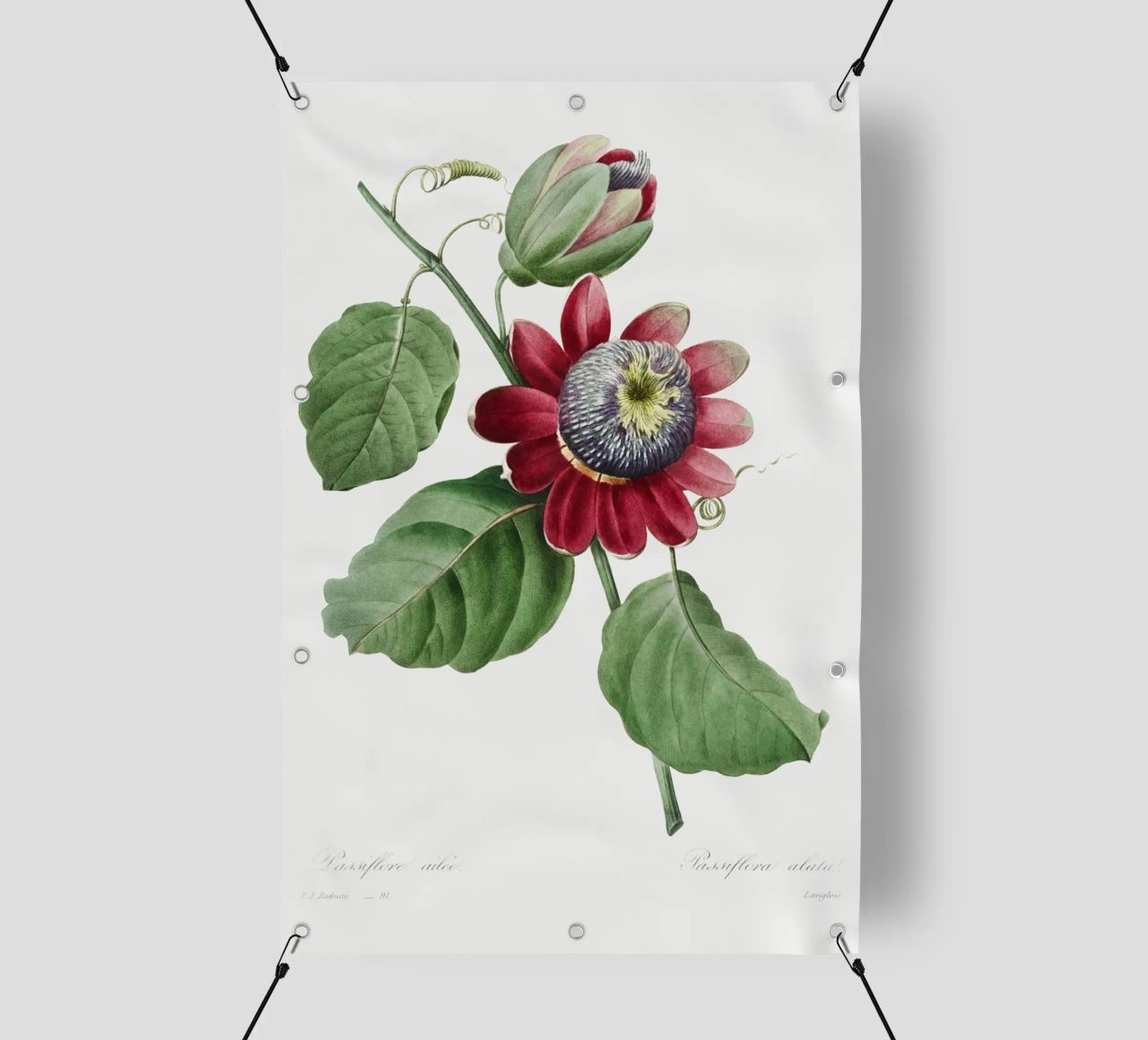 Passiflore Ailee (1827) di Pierre-Joseph Redouté telo in pvc da Vintage Botanical Prints