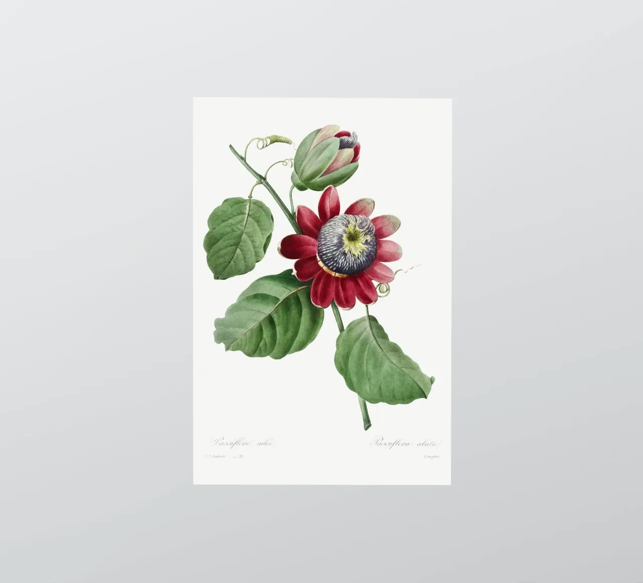 Passiflore Ailee (1827) di Pierre-Joseph Redouté adesivo da Vintage Botanical Prints