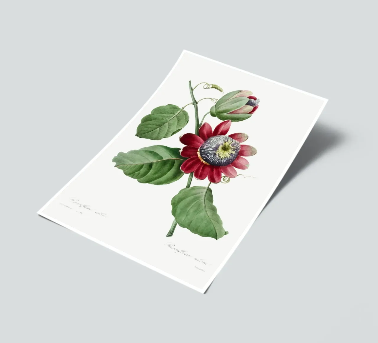 Passiflore Ailee (1827) by Pierre-Joseph Redouté sticker sheet by Vintage Botanical Prints