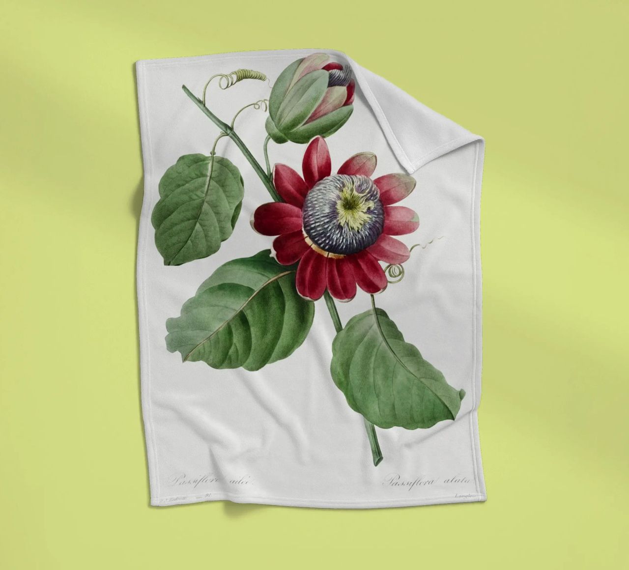 Passiflore Ailee (1827) di Pierre-Joseph Redouté coperta in pile da Vintage Botanical Prints