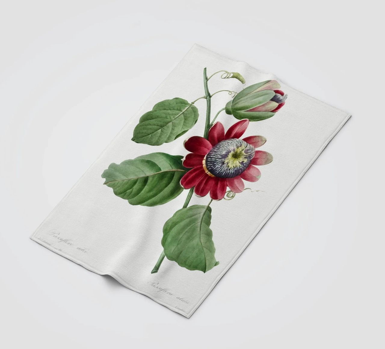 Passiflore Ailee (1827) di Pierre-Joseph Redouté coperta in pile da Vintage Botanical Prints