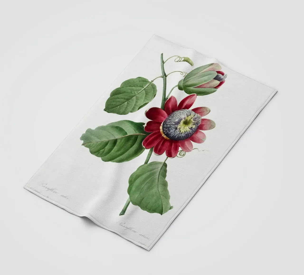 Passiflore Ailee (1827) di Pierre-Joseph Redouté coperta in pile da Vintage Botanical Prints