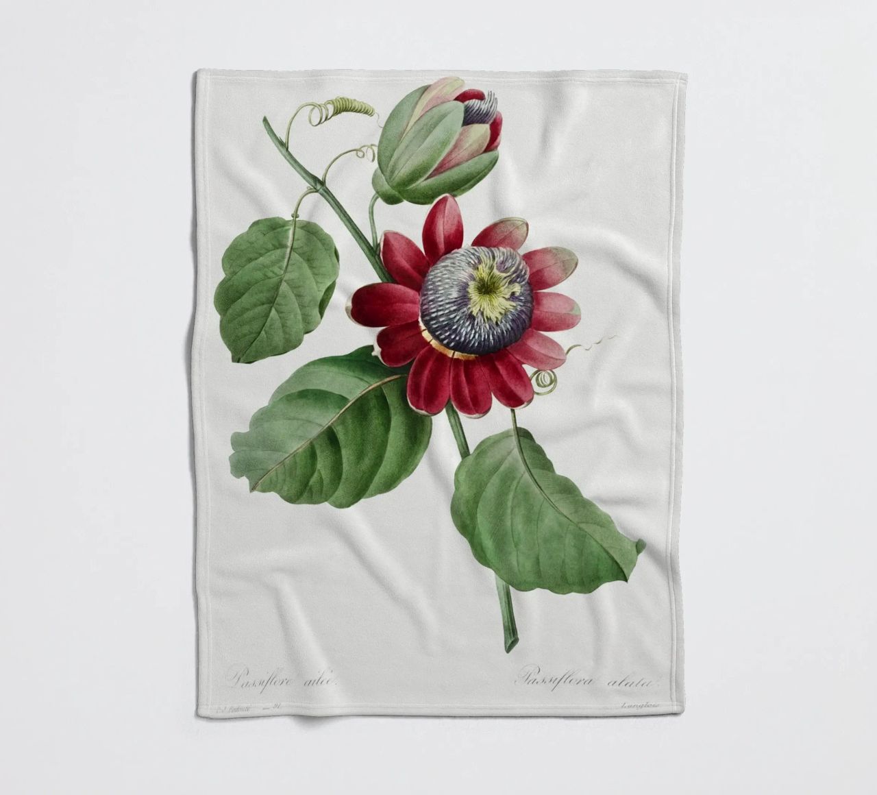 Passiflore Ailee (1827) di Pierre-Joseph Redouté coperta in pile da Vintage Botanical Prints