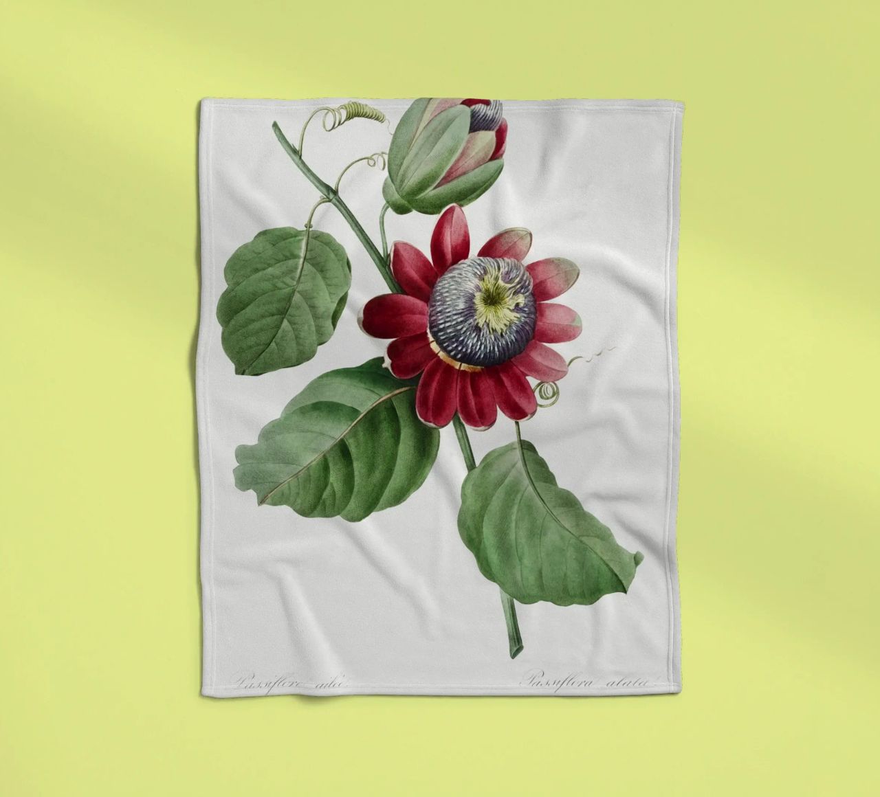 Passiflore Ailee (1827) di Pierre-Joseph Redouté coperta in pile da Vintage Botanical Prints