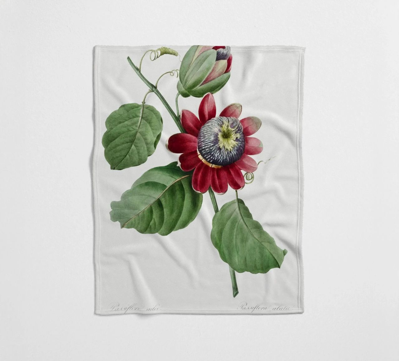 Passiflore Ailee (1827) di Pierre-Joseph Redouté coperta in pile da Vintage Botanical Prints