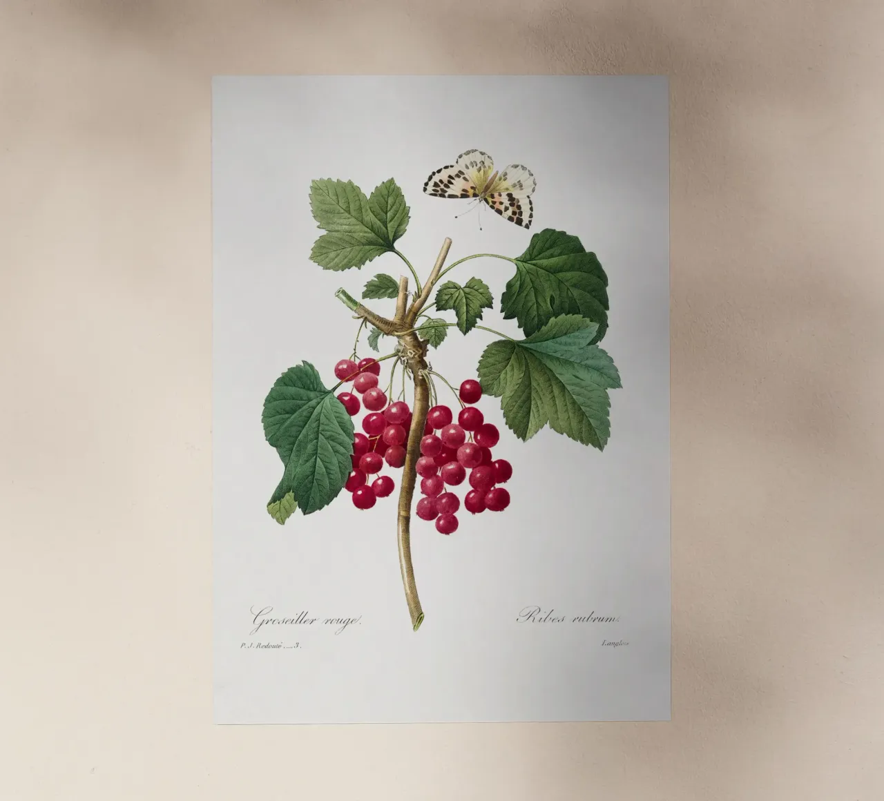 "Ribes rosso" (1827) di Pierre-Joseph Redouté pellicola backlit da Vintage Botanical Prints