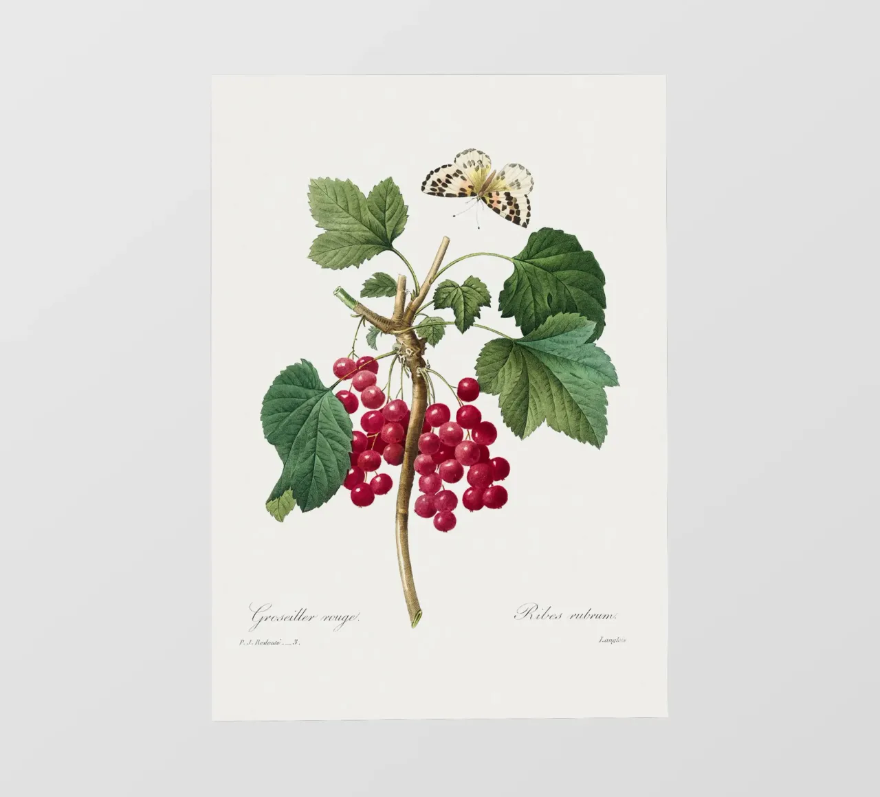 "Ribes rosso" (1827) di Pierre-Joseph Redouté pellicola backlit da Vintage Botanical Prints