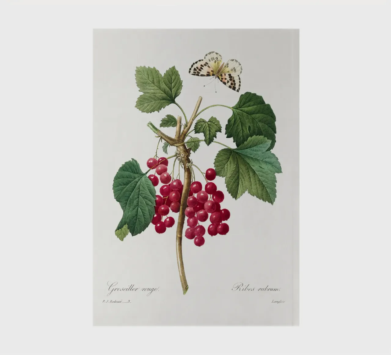 "Red Currant" (1827) by Pierre-Joseph Redouté notebook by Vintage Botanical Prints