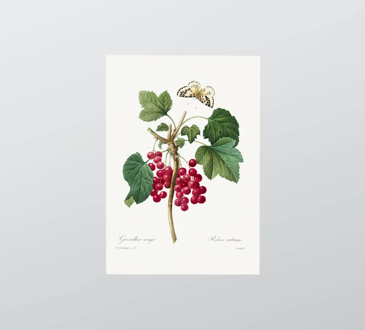 "Red Currant" (1827) by Pierre-Joseph Redouté sticker by Vintage Botanical Prints