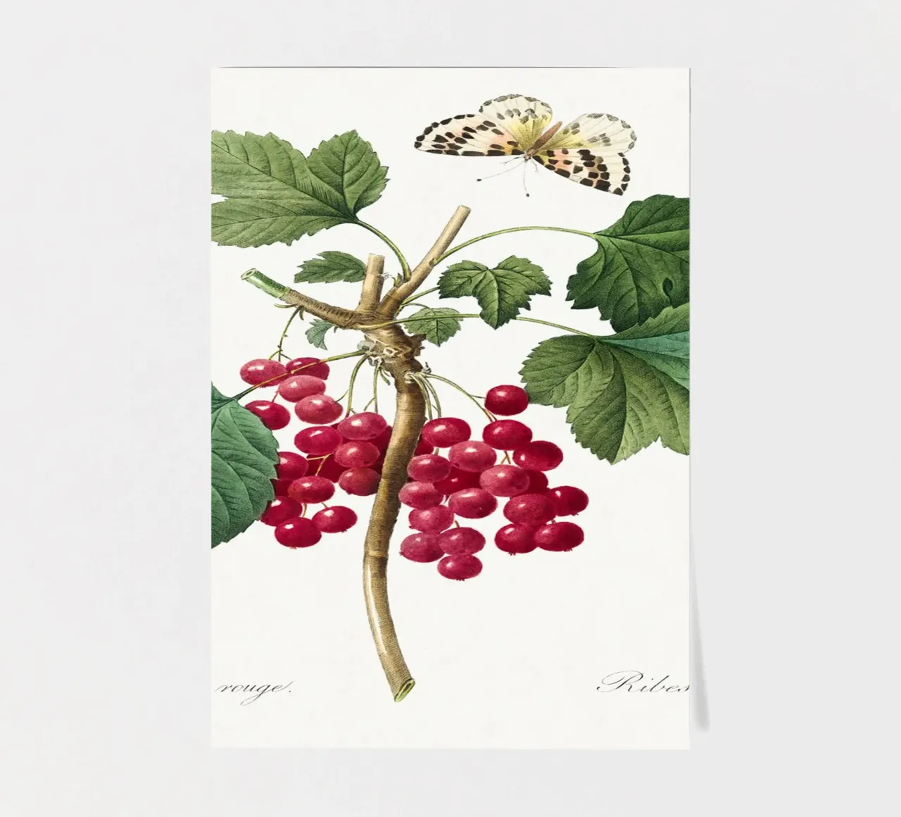"Red Currant" (1827) by Pierre-Joseph Redouté sticker sheet by Vintage Botanical Prints