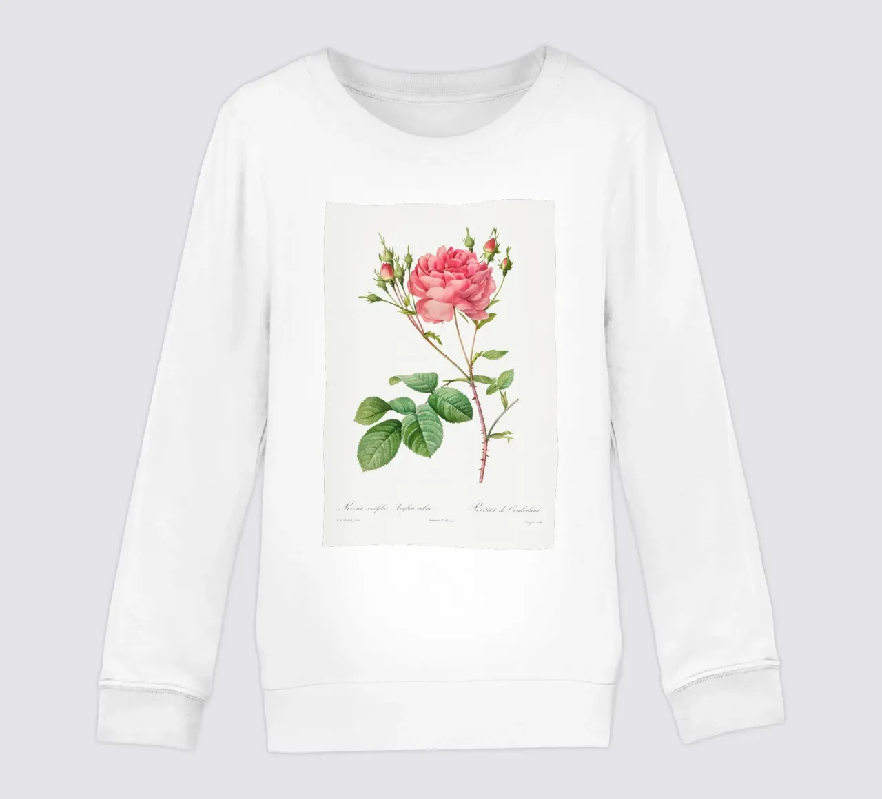 Rosa Centifolia Anglica Rubra (1817-1824) by Pierre-Joseph R kids sweatshirt by Vintage Botanical Prints