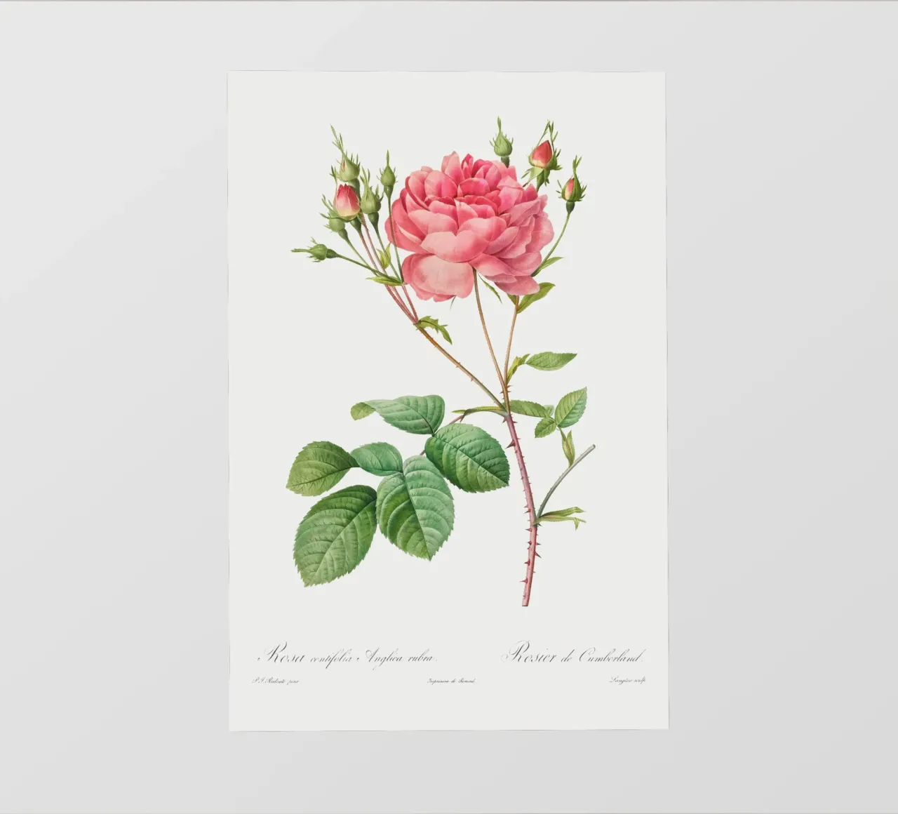 Rosa Centifolia Anglica Rubra (1817-1824) di Pierre-Joseph R pellicola backlit da Vintage Botanical Prints