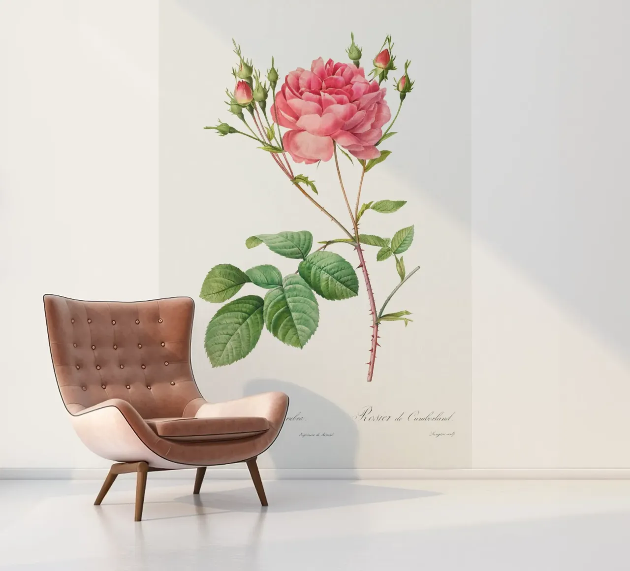 Rosa Centifolia Anglica Rubra (1817-1824) by Pierre-Joseph R photo wallpaper by Vintage Botanical Prints