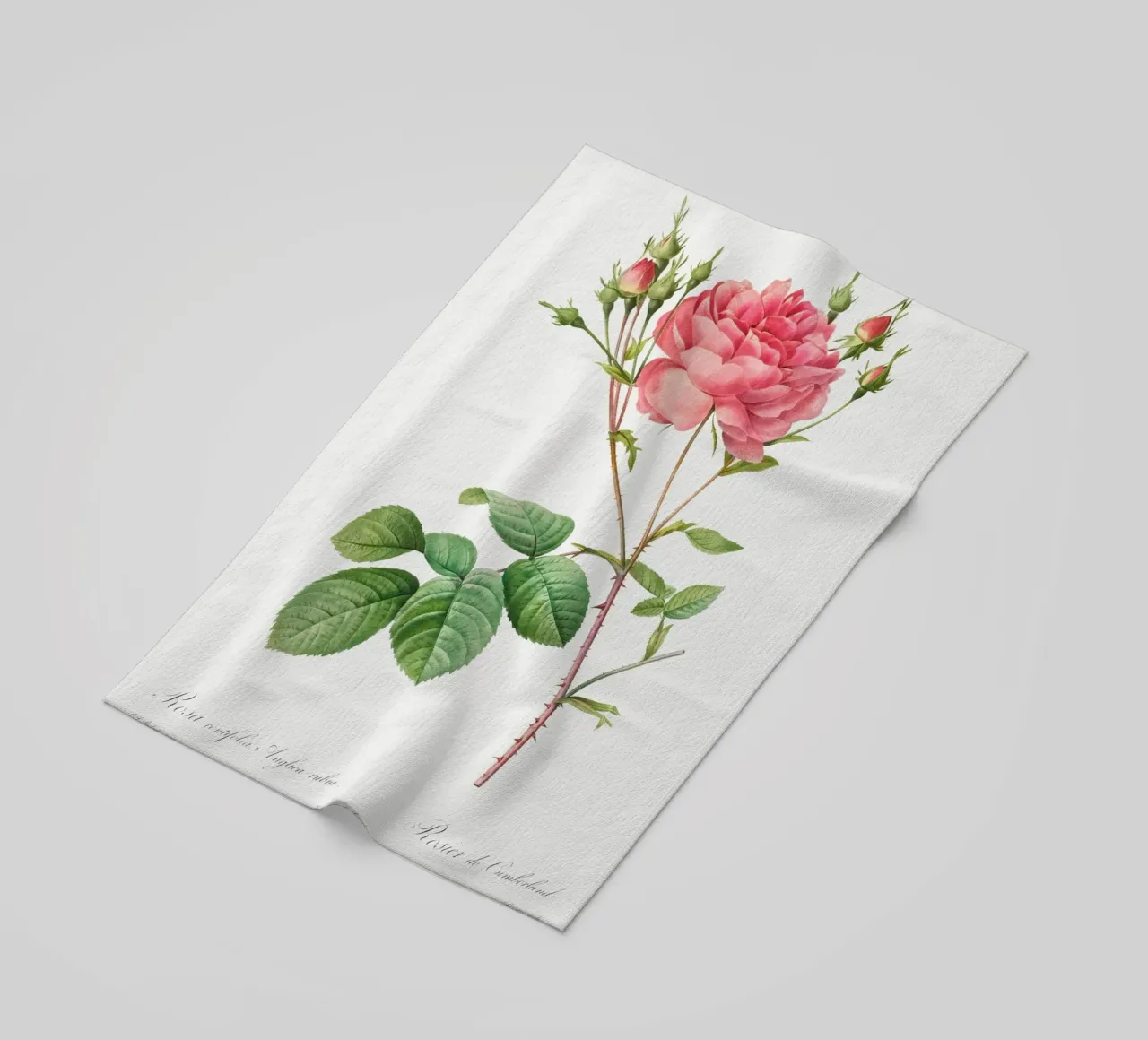 Rosa Centifolia Anglica Rubra (1817-1824) di Pierre-Joseph R telo mare da Vintage Botanical Prints