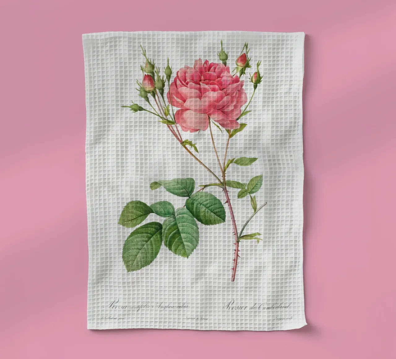 Rosa Centifolia Anglica Rubra (1817-1824) by Pierre-Joseph R tea towel by Vintage Botanical Prints