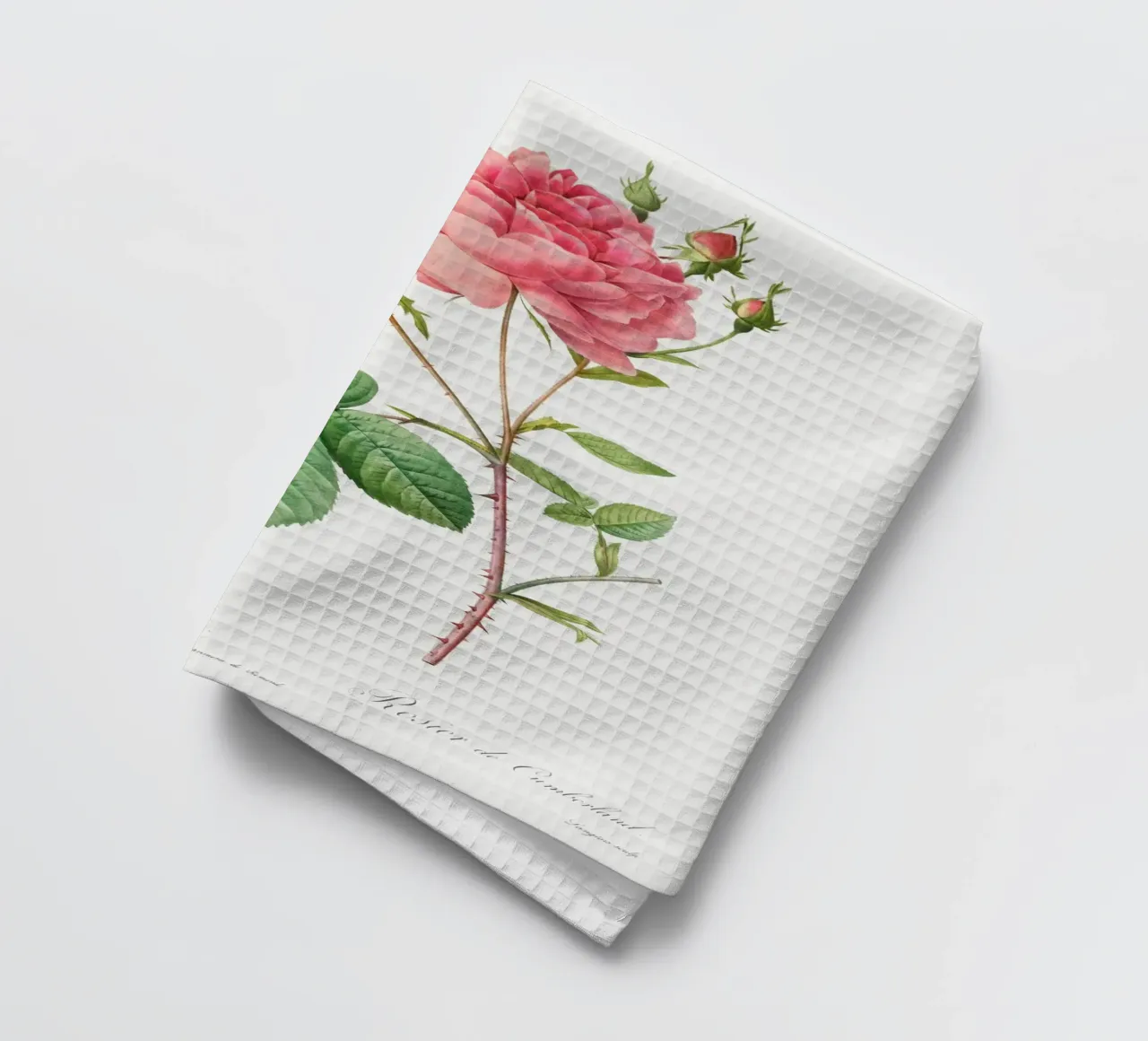 Rosa Centifolia Anglica Rubra (1817-1824) by Pierre-Joseph R tea towel by Vintage Botanical Prints