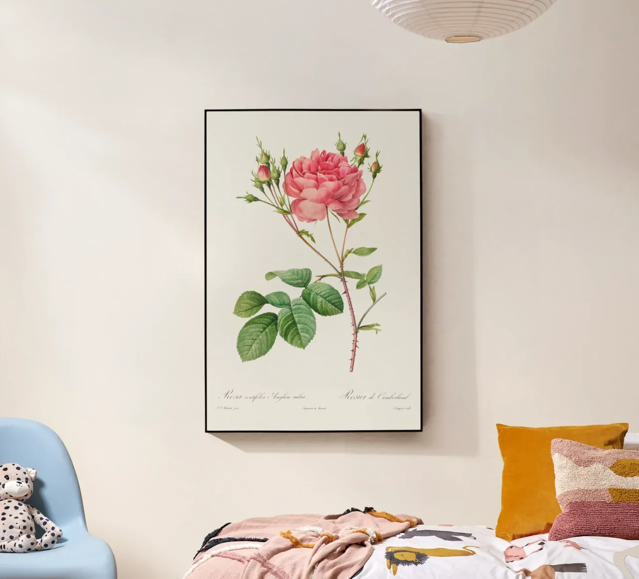 Rosa Centifolia Anglica Rubra (1817-1824) by Pierre-Joseph R acrylic glass by Vintage Botanical Prints
