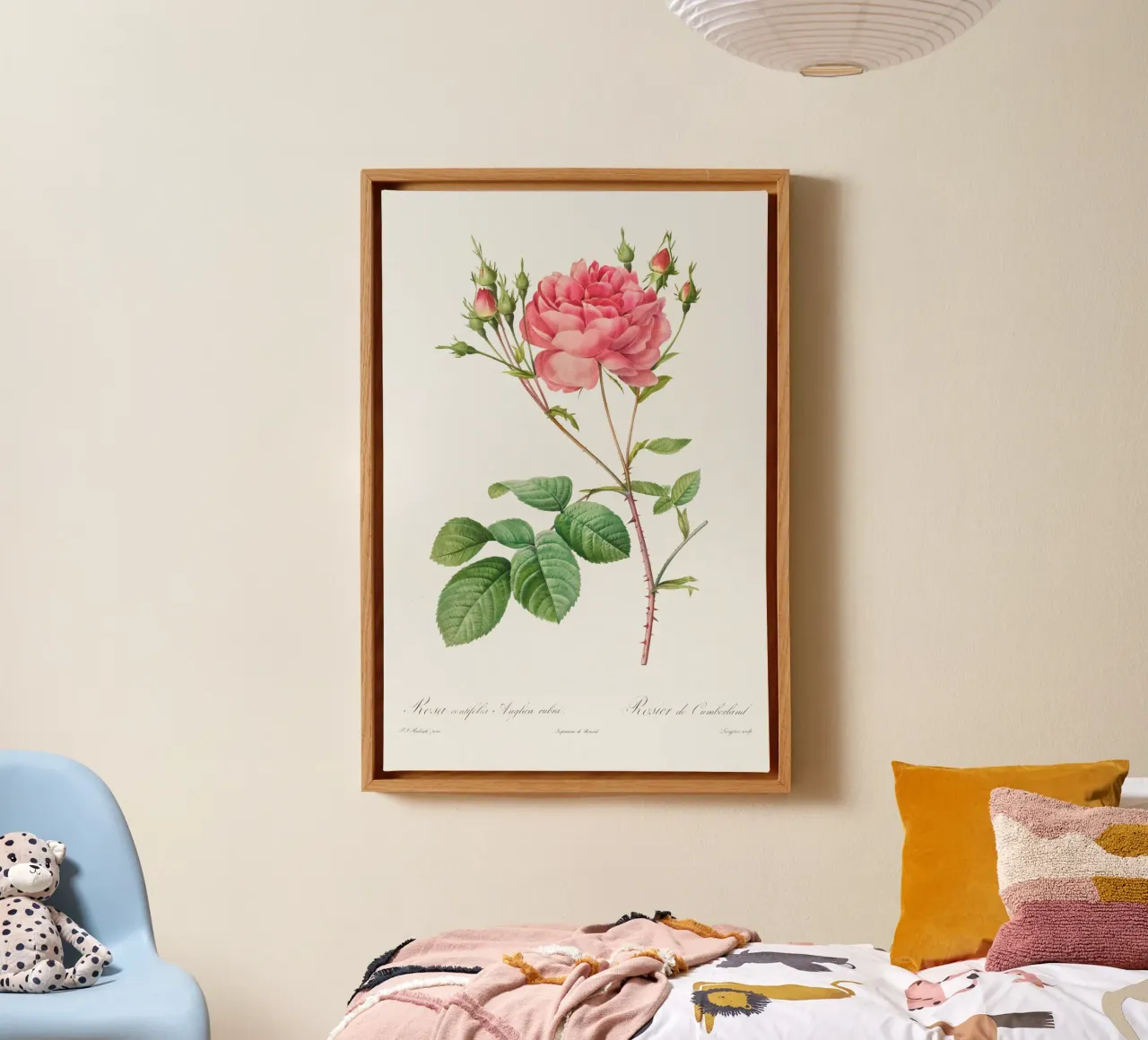 Rosa Centifolia Anglica Rubra (1817-1824) di Pierre-Joseph R tela con Cornice a cassetta da Vintage Botanical Prints