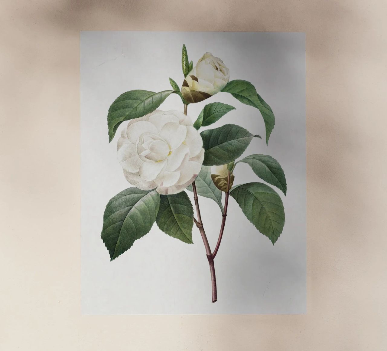 "Camelia bianca" (1827) di Pierre-Joseph Redouté pellicola backlit da Vintage Botanical Prints