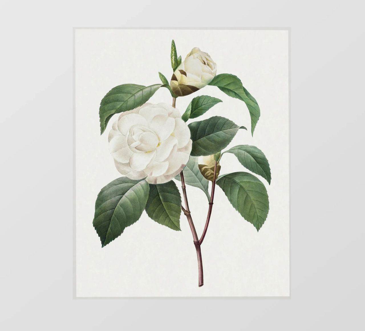 "Camelia bianca" (1827) di Pierre-Joseph Redouté pellicola backlit da Vintage Botanical Prints