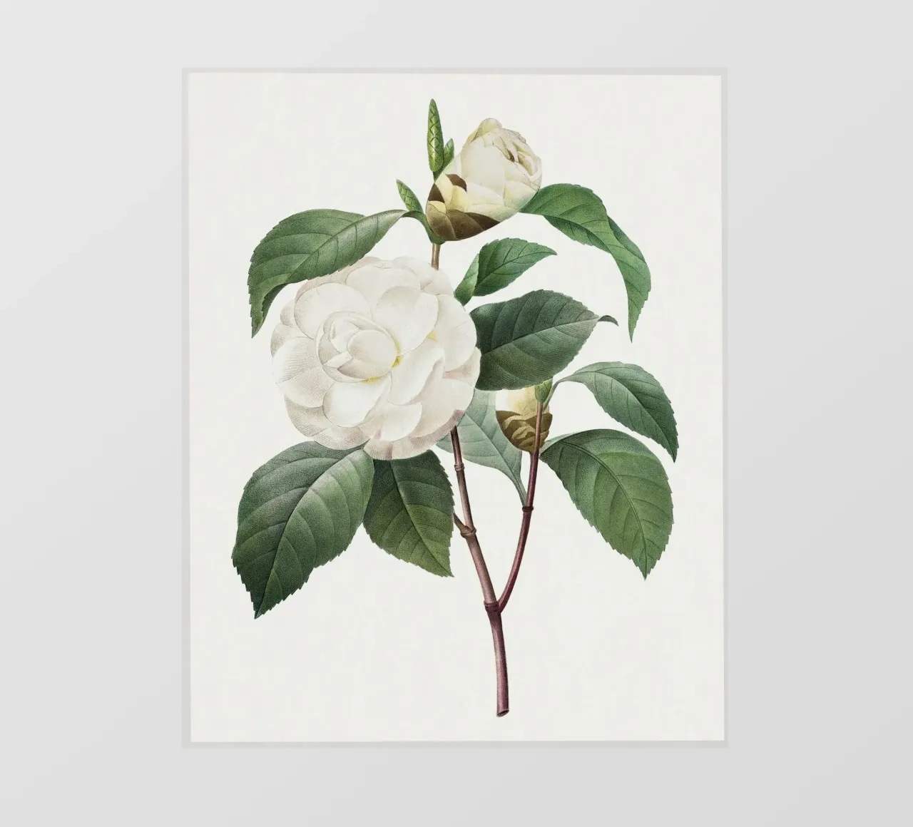 "Camelia bianca" (1827) di Pierre-Joseph Redouté pellicola backlit da Vintage Botanical Prints