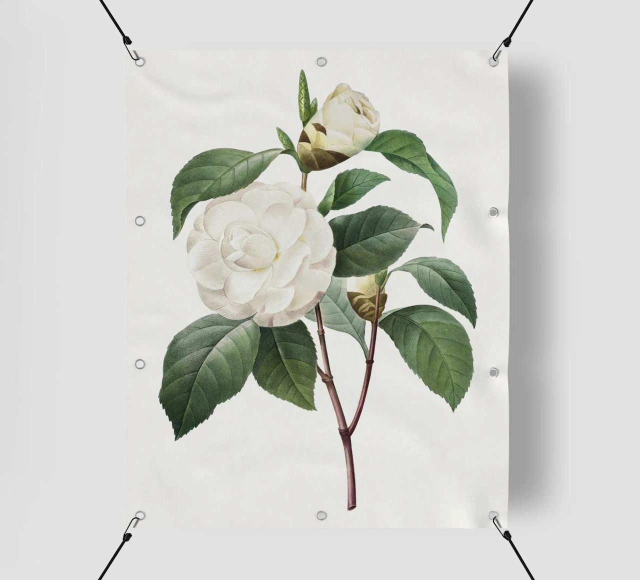 "Camelia bianca" (1827) di Pierre-Joseph Redouté telo in pvc da Vintage Botanical Prints